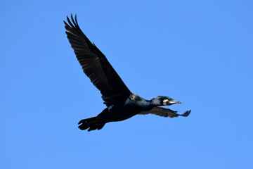  Great Cormorant // Kormoran (Phalacrocorax carbo) 