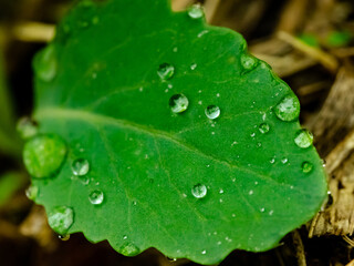 Gotas de orvalho sobre as folhas verdes