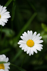 Fototapeta premium Chamomile