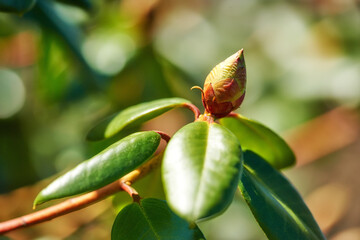 Closeup of budding Rhododendron flower in garden at home. Zoomed in on one woody plant getting ready to blossom while growing in backyard in summer. Small beautiful little elegant bud with green leaf