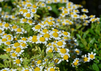 Gänseblümchen blühen im Garten