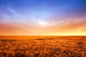 A vibrant country field in harvest. Beautiful sunset in a field of ripe wheat. Scenic dramatic...