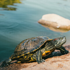 Turtles in Alice Keck Park Memorial Garden, Santa barbara, California.