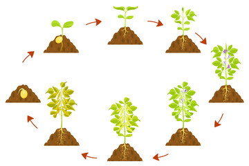 Soybean growth process infographic. Seed germination and stem formation with fruits.