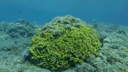 Brown alga Peacock's Tail (Padina pavonica) covered coral reefes. The once beautiful coral reef is overgrown with algae as a result of eutrophication (increase organic matter in the sea water)