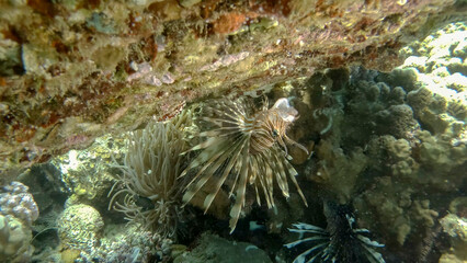 Common Lionfish or Red Lionfish (Pterois volitans) swims upside down under coral reef with its...