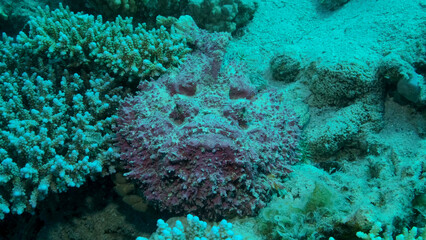 Close-up of pink Stonefish lies on corals. Reef Stonefish (Synanceia verrucosa). Red sea, Egypt