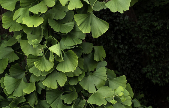 Foliage of Ginkgo biloba on a tree with frame for text on dark background. Gingko is used to improve memory in herbal medicine and homeopathic therapy. Green leaves of Ginko.