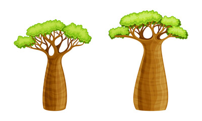 Baobab trees, powerful African plant with green leaves cartoon vector illustration