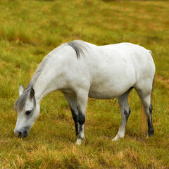 Fototapeta na wymiar One white horse grazing on a field alone outside. An animal standing on a green farm land or a pasture on a sunny day. Pony eating on a lush spring landscape. A wild foal feeding on rural farmland