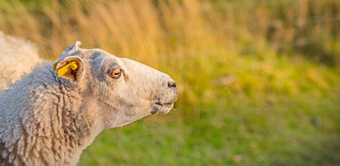 Profile of one sheep in a meadow at sunset on lush farmland. Shaved sheered wooly sheep eating...
