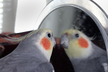 The cockatiel parrot bird watches and communicates with its own reflection in the mirror