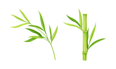 Bamboo stems with leaves. Green decoration elements vector illustration