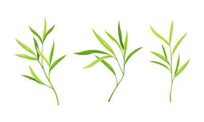 Leaves of bamboo tree set. Green decoration elements vector illustration