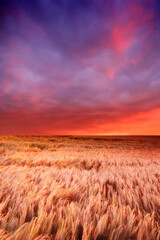 Gorgeous sunset in a field of ripe wheat ready for harvest with soft colourful sky background and copyspace. Vibrant view of landscape on rural farmland with mixed soft colours and and calming clouds