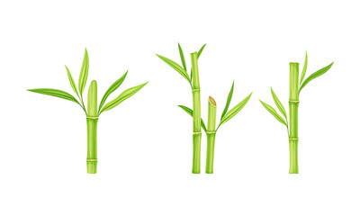 Bamboo sticks with leaves set. Fresh green decor elements vector illustration