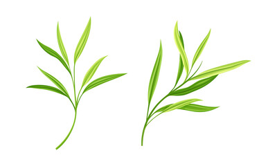 Fresh green leaves of bamboo tree set vector illustration