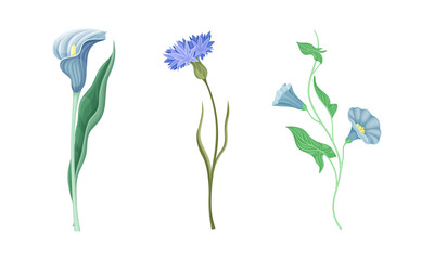 Fototapeta na wymiar Delicate blue wild flowers set. Beautiful summer meadow flowering plants vector illustration