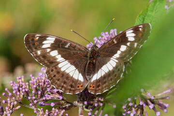 Petit sylvain (Limenitis camilla)