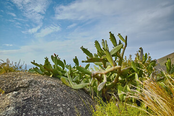 Closeup of succulents and wild grass growing between coastal rocks. Indigineous South African plants by the seaside on a cloudy day. Fynbos and cacti growing on a boulder near Hout Bay in Cape Town