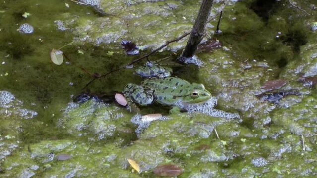 Edible frog (Paderno Canal, Italy)