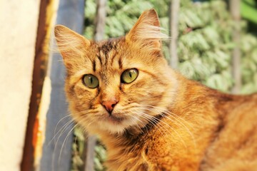 Red cat with green eyes