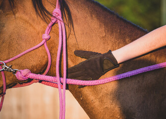 Horsemanship. Horse riding hobby, sport