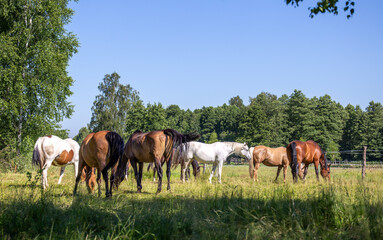 Fototapeta na wymiar A herd of horses on the meadow in summer. White, bay, black
