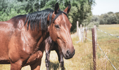 Portrait of a bay horse at an electric fence