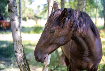 A portrait of a horse among birch trees. Hot summer
