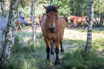 A portrait of a horse among birch trees. Hot summer