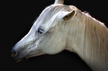 White horse on a black background. Arabian horse head