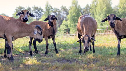 Naklejka na ściany i meble Animals on the farm. Cameroon sheep