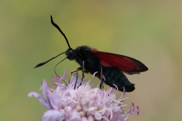 Zygène de la Filipendule (Zygaena filipendulae)