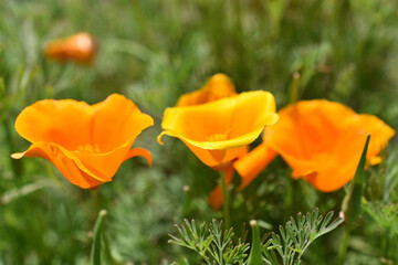 Orange and red flowers of Eschscholzia close-up from the genus Papaveraceae