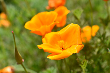 Orange and red flowers of Eschscholzia close-up from the genus Papaveraceae