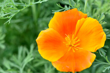 Fototapeta premium Orange and red flowers of Eschscholzia close-up from the genus Papaveraceae