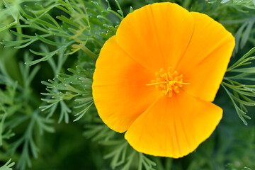 Orange and red flowers of Eschscholzia close-up from the genus Papaveraceae