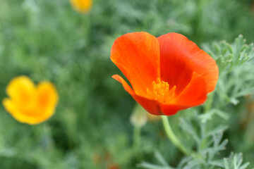 Orange and red flowers of Eschscholzia close-up from the genus Papaveraceae