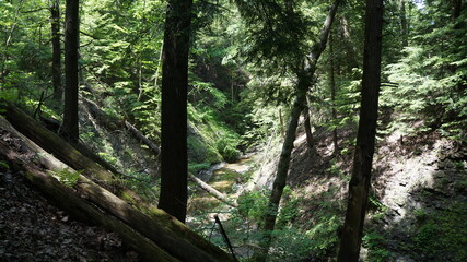 forest in the morning