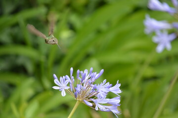 Hummingbird on Flower

