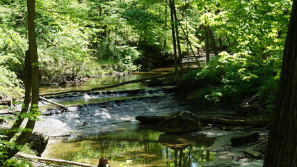 stream in the forest