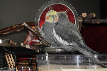 The cockatiel parrot bird watches and communicates with its own reflection in the mirror