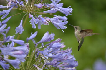 Hummingbird on Flower

