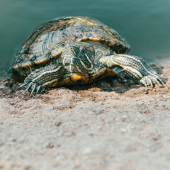 Turtles in Alice Keck Park Memorial Garden, Santa barbara, California.