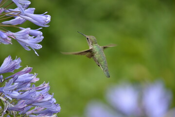 Hummingbird on Flower

