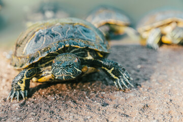 Turtles in Alice Keck Park Memorial Garden, Santa barbara, California.