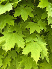Fototapeta na wymiar a closeup shot of beautiful green leaves