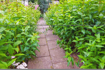 Bushes and shrubs of chinese figwort growing along a paved garden path in botanical nursery. Cultivating scrophularia ningpoensis or ningpo figwort plants for traditional chinese homepathy medicine
