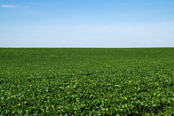 Fototapeta na wymiar Rolling hillside of soybeans on a sunny late afternoon summer day. Glycine max commonly known as soybean in North America or soya bean is a species of legume grown for its edible bean. 